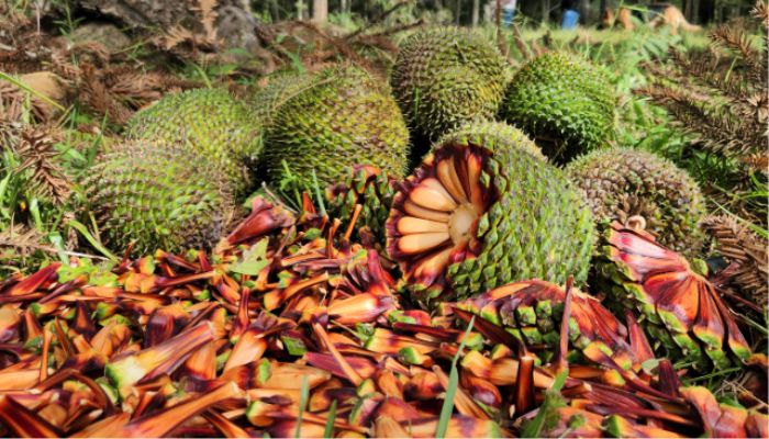  Fim da espera: temporada do pinhão começa nesta quarta-feira em todo o Paraná 